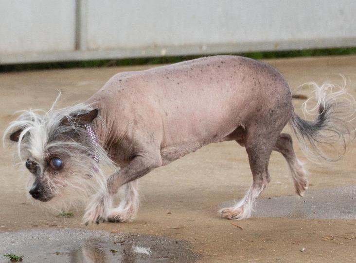 hairless chinese crested